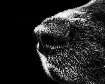 Animal Abusers Will Now Be Registered Like Sex Offenders in America