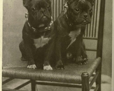 Who Is to Blame for the French Bulldog’s Rising Popularity?