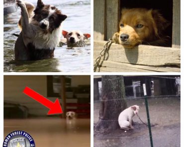 Hurricane Harvey: Do Not Tether Dogs Outside, Says Police Chief Who Fears Pets Will Drown