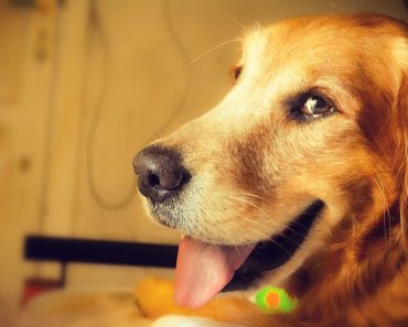 More Pet Owners Than Ever Claiming on Pet Insurance Policies With £1.8 Million Paid Out Every Day