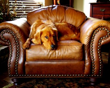 Symptoms of Diabetes in Dogs