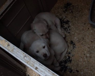 Puppy Farmer Martin O’Donnell is Jailed & Banned From Keeping Dogs For Life