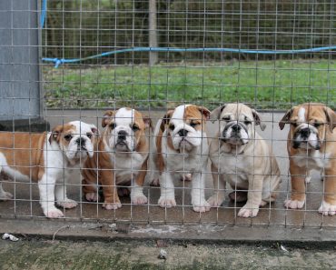 Is The British Government Doing Enough To Tackle Puppy Smuggling? This Charity Says No!