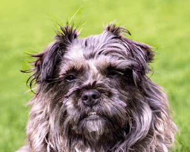 Can Crossbreed Dogs Get Diabetes?