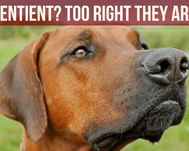 Confirmed: UK Government WILL Acknowledge Animal Sentience