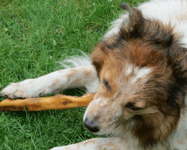 I’m Giving My Dog up Because I’m a Vegetarian But He Wants to Eat Meat