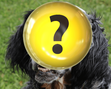 The 10 Unhealthiest Dog Breeds (Really?)