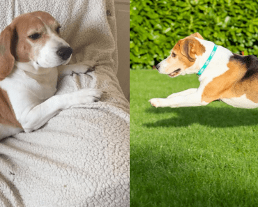 Bulky Beagle Sheds The Pounds & Look At Him Now!