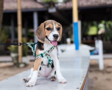 Dog Walking Is 4th Most Popular Side Hustle, but Using Dogs to Earn Cash Will Do More Harm Than Good