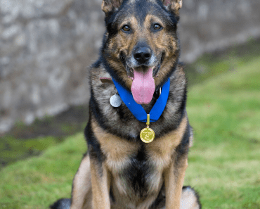 Meet The Police Dog Who Was Stabbed & Could Inspire #Finnslaw