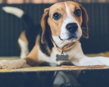 5 Ways to Keep Your Dog Happy Whilst You’re at Work