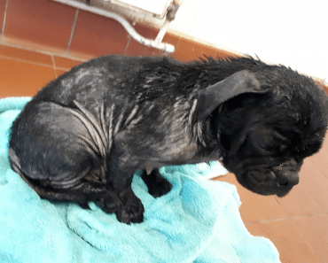 They Kept This Dog As A Breeding Machine Then Threw Her From Moving Vehicle