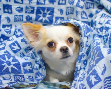 Five Dogs Stolen Every Day as Thieves Target Designer Dogs