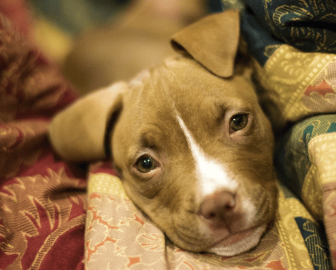 Could The UK FINALLY Be Set To Abolish Breed Specific Legislation?