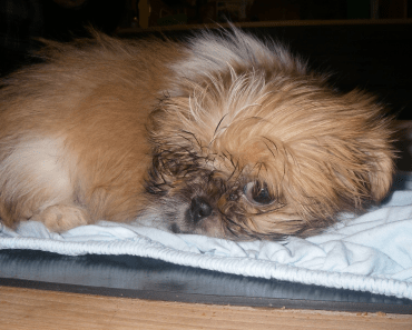 Patrick Ward Went On The Run After Selling Sick Puppies, Today He Was Jailed