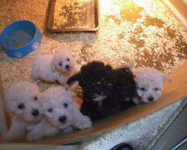 Prison Sentence For Vet Who Helped Puppy Farm Gang Make £2.5m