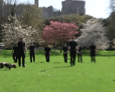 Meet The Dogs Working to Protect Everyone’s Safety at Royal Wedding