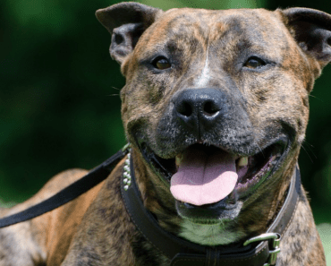 Staffordshire Bull Terrier Ban: Charity Issues Warning