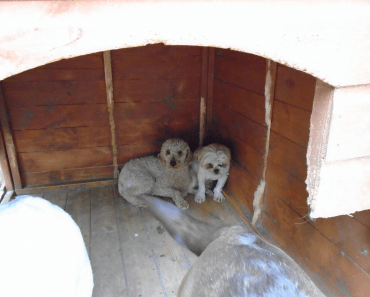 Puppy Farmers Who Made £2.5m Have ‘Unduly Lenient’ Prison Sentences Increased