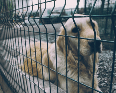 Solicitor General to Personally Fight For Longer Jail Terms for Puppy Farmers