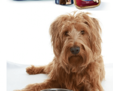 Is This the Ultimate Dog Tease?