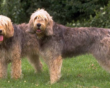 ‘Vulnerable’ British Dog Breeds to Become Extinct: Danger or Drivel?