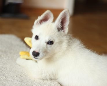 Dog Dental Care: How to Take Care of Your Dog’s Teeth in 3 Steps