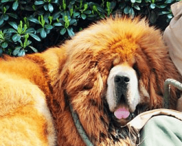 This Dog Sold for Over £1,000,000 – (World’s Most Expensive Dog?) WTF?