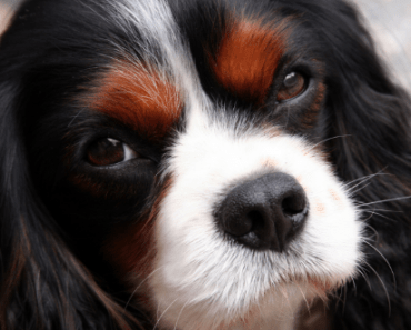 Open Letter to the Kennel Club Says What a Lot of us Are All Thinking