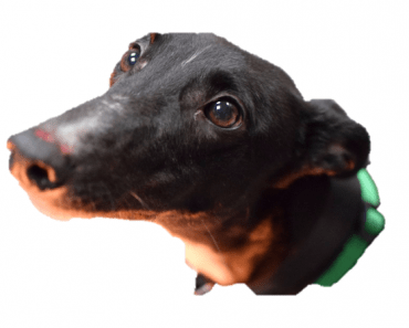 This Dog Camera Helped This Rescue Dog Find a New Home