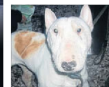 Bait Dogs – Why Free to a Good Home is a BAD Idea