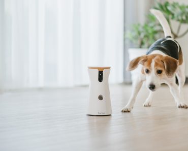 This Is the Best Black Friday Deal We’ve Found for Dog Owners