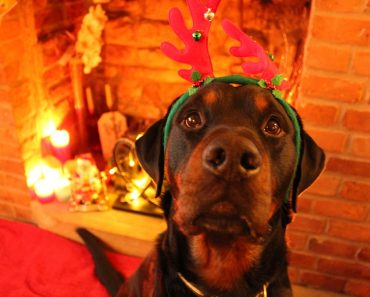 3 Ways to Make This Christmas Your Dog’s Best One Yet