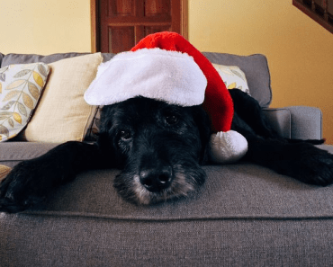Is It Safe For Dogs to Eat Leftover Christmas Turkey?