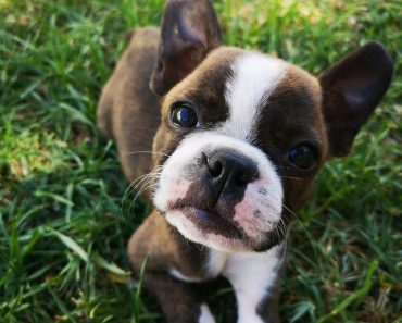 New Study Reveals 4 in 10 Dogs Show Signs of Stress