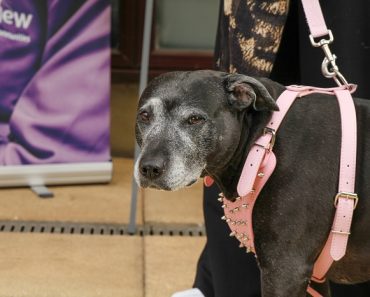 TV’s Louis Theroux and Emily Raymond Team up to Help Vulnerable Pet Owners