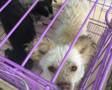 Shenzen Bans Consumption of Dogs, Cats & Wildlife, Which Cities Will Follow?