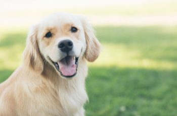 MCT Oil Could Help Dogs With Hard to Treat Epilepsy, New Study Reveals