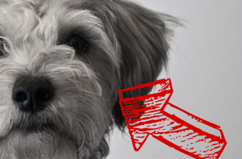 This Silent Killer Is a Risk to All Dogs