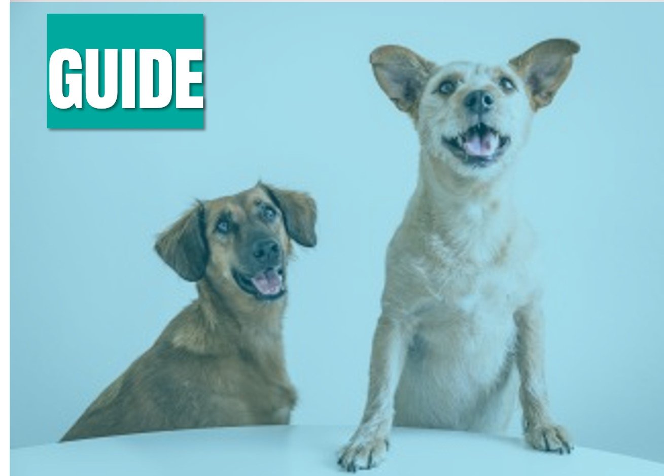 How to Stop Puppy Chewing Wires