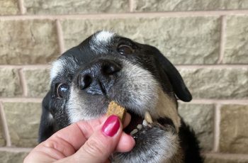 How Much Do British Dog Owners Spend Per Month On Dog Food?