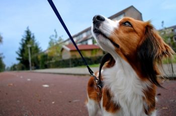 These Are The New Rules For Taking Dogs Abroad After Brexit
